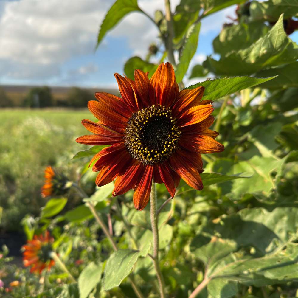 Solros 'Claret F1' (frö)